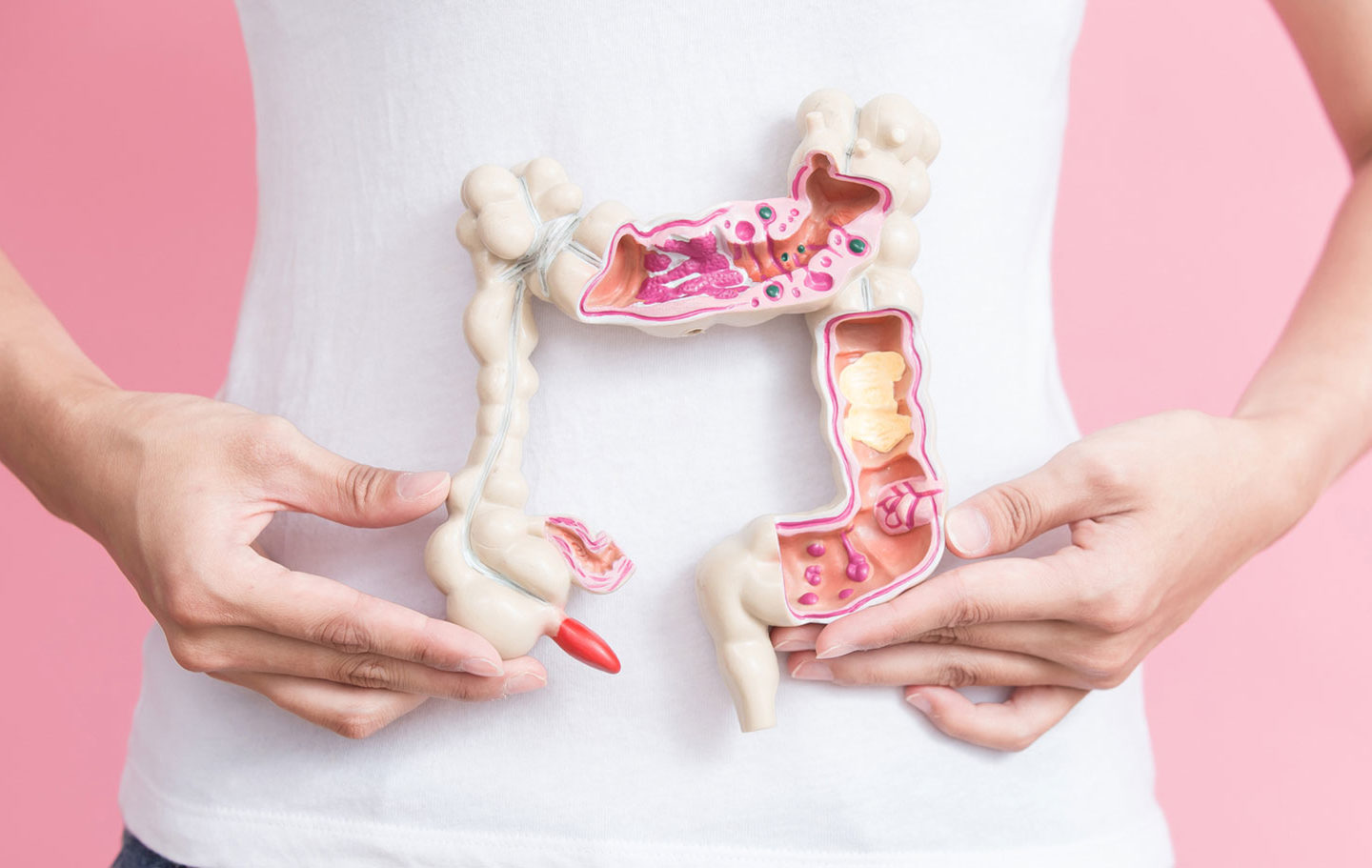 Darmflora: Immunsystem aus dem Bauch heraus Foto Darm