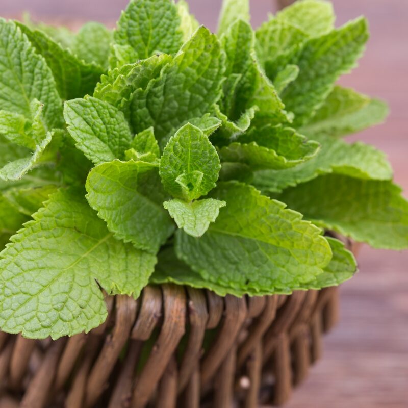 Frische Pfefferminze im Korb: Als Tee oder Gewürz für eine gesunde Darmflora