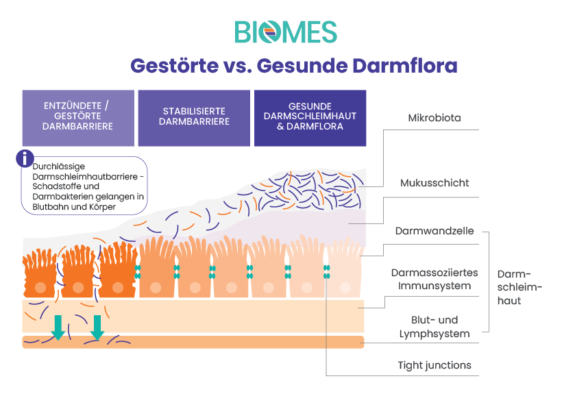Übersicht: Mikrobiotia und die Ebenen der Darmbarriere (Zusammenspiel der Darschleimhaut und Mikrobiota)bei einer gesunden und gestörten Darmflora.