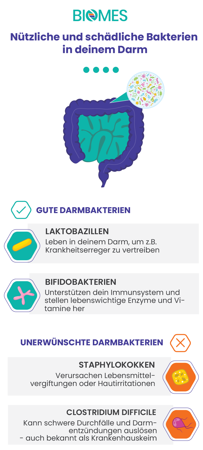 Auflistung Gute vs. unerwünschte Bakterien im Darm mit den Funktionen der einzelnen Bakterien im Darm 