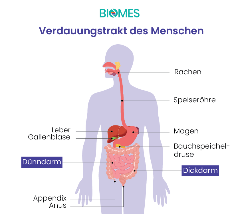 Darstellung: Verdauungstrakt des Menschen von Mund bis Anus 
