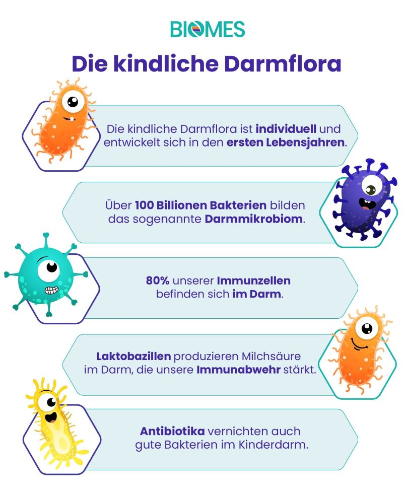 Infografik mit fünf Fakten zur kindlichen Darmflora. Die kindliche Darmflora entwickelt sich in den ersten Lebensjahren. Das Darmmikrobiom besteht aus über 100 Billionen Bakterien. 80 Prozent der Immunzellen befinden sich im Darm. Unter anderem ist Milchsäure aus Laktobazillen wichtig für die Abwehr. Antibiotika schaden der kindlichen Darmflora.
